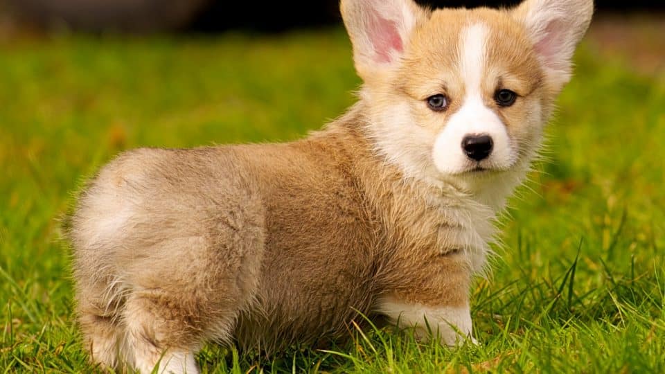 Corgi